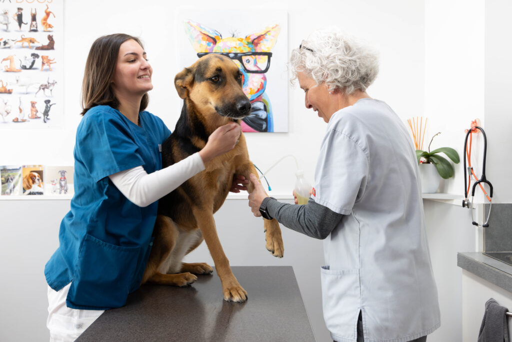 CLINIQUE VETERINAIRE CANADIENNE015